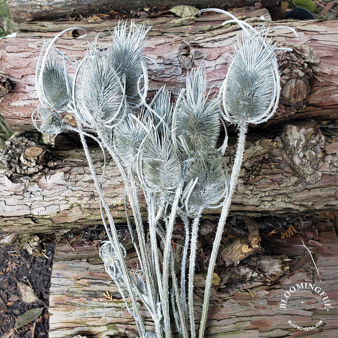 Dried Teasel Thistle XL Flowers - Silver (001) - BLOOMINGFUL - wedding, event, decor, gift, bouquet, arrangement, bridal, garland, fresh dried preserved artificial silk, birthday housewarming foliage
