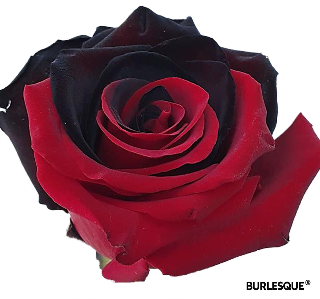 Fresh Art Roses, Bulk [The Burlesque®] - BLOOMINGFUL.COM - wedding, event, decor, gift, bouquet, arrangement, bridal, garland, fresh dried preserved artificial silk, birthday housewarming foliage