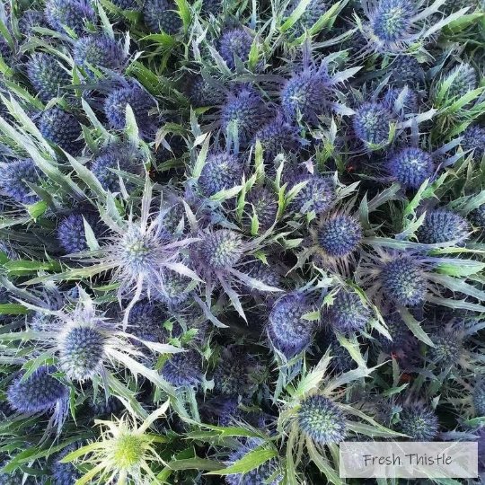 Fresh Eryngium Thistle (Large Heads) - BLOOMINGFUL - wedding, event, decor, gift, bouquet, arrangement, bridal, garland, fresh dried preserved artificial silk, birthday housewarming foliage