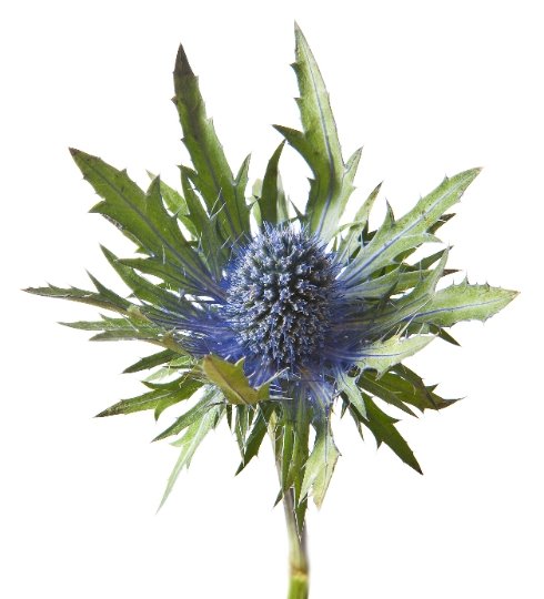 Fresh Eryngium Thistle (Large Heads) - BLOOMINGFUL - wedding, event, decor, gift, bouquet, arrangement, bridal, garland, fresh dried preserved artificial silk, birthday housewarming foliage