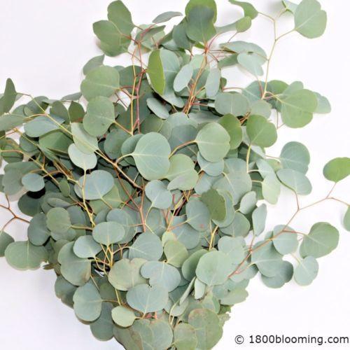 Fresh Eucalyptus, Bulk Assorted Box - BLOOMINGFUL - wedding, event, decor, gift, bouquet, arrangement, bridal, garland, fresh dried preserved artificial silk, birthday housewarming foliage