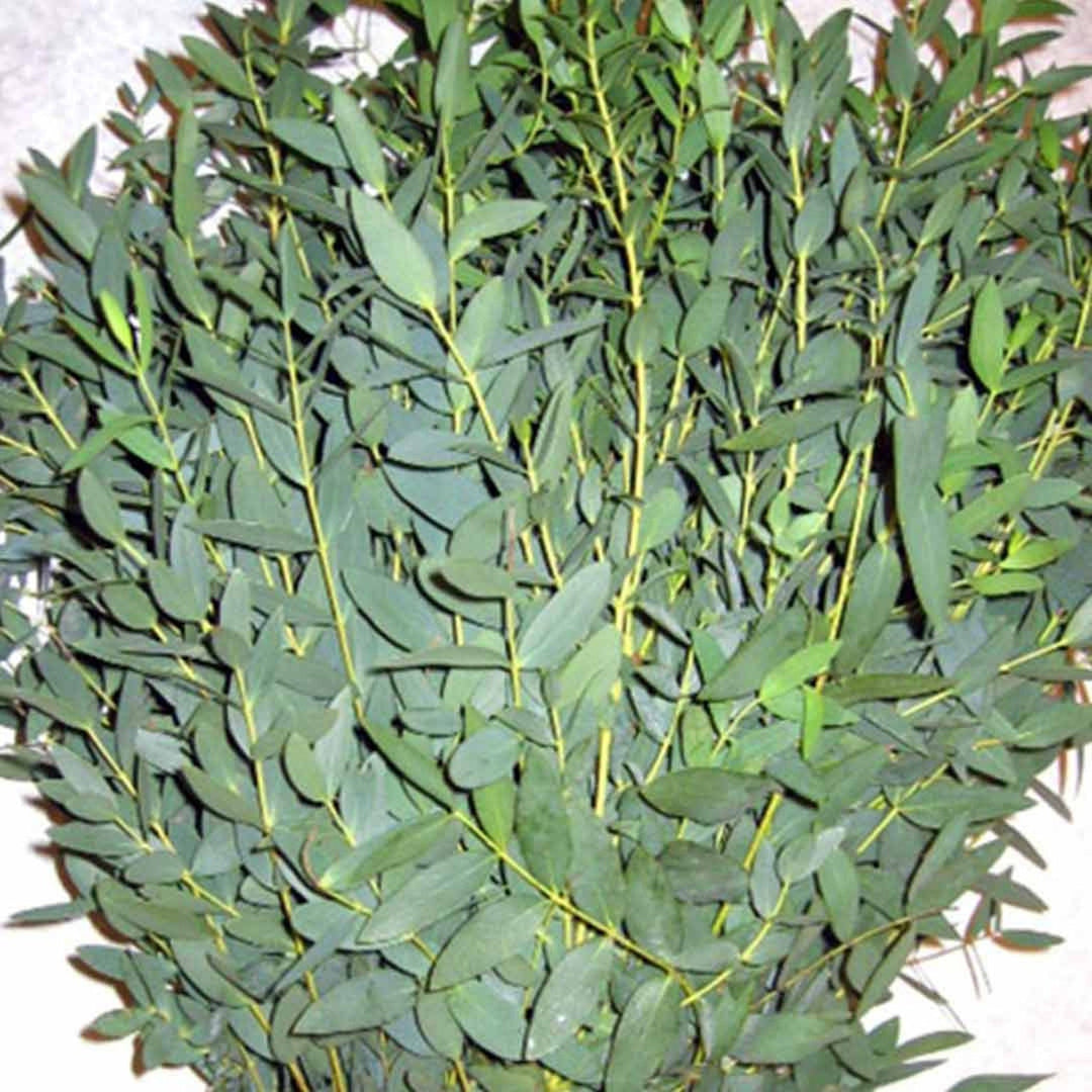 Fresh Eucalyptus, Bulk Assorted Box - BLOOMINGFUL - wedding, event, decor, gift, bouquet, arrangement, bridal, garland, fresh dried preserved artificial silk, birthday housewarming foliage
