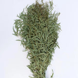 Fresh Feather-Willow Eucalyptus bunch with long narrow blue-green leaves on white