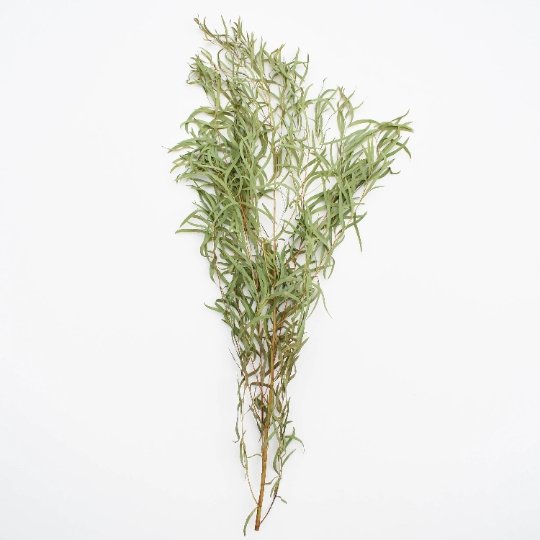 Fresh Feather-Willow Eucalyptus - BLOOMINGFUL - wedding, event, decor, gift, bouquet, arrangement, bridal, garland, fresh dried preserved artificial silk, birthday housewarming foliage