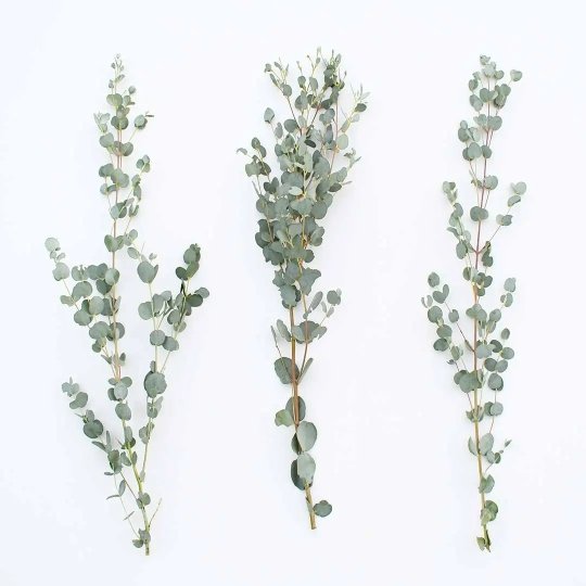 Fresh Gunnii Eucalyptus - BLOOMINGFUL - wedding, event, decor, gift, bouquet, arrangement, bridal, garland, fresh dried preserved artificial silk, birthday housewarming foliage