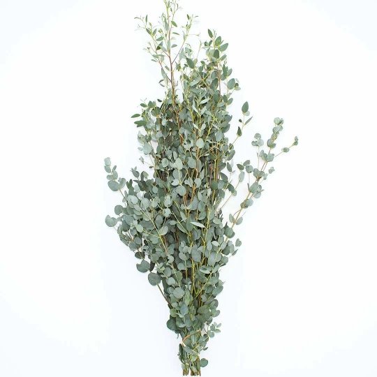 Fresh Gunnii Eucalyptus - BLOOMINGFUL - wedding, event, decor, gift, bouquet, arrangement, bridal, garland, fresh dried preserved artificial silk, birthday housewarming foliage