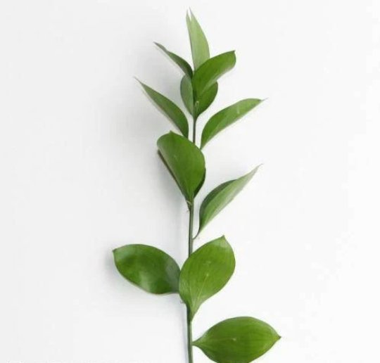Fresh Israeli Ruscus - BLOOMINGFUL - wedding, event, decor, gift, bouquet, arrangement, bridal, garland, fresh dried preserved artificial silk, birthday housewarming foliage