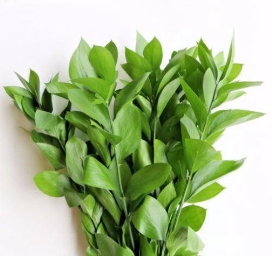 Fresh Israeli Ruscus - BLOOMINGFUL - wedding, event, decor, gift, bouquet, arrangement, bridal, garland, fresh dried preserved artificial silk, birthday housewarming foliage