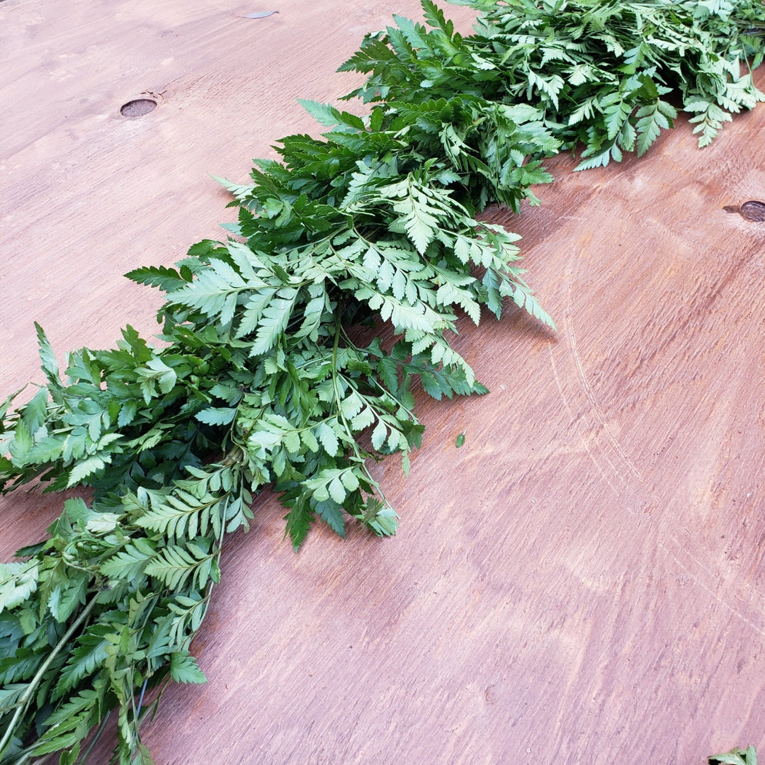 Fresh Leatherleaf Fern Garland - BLOOMINGFUL - wedding, event, decor, gift, bouquet, arrangement, bridal, garland, fresh dried preserved artificial silk, birthday housewarming foliage