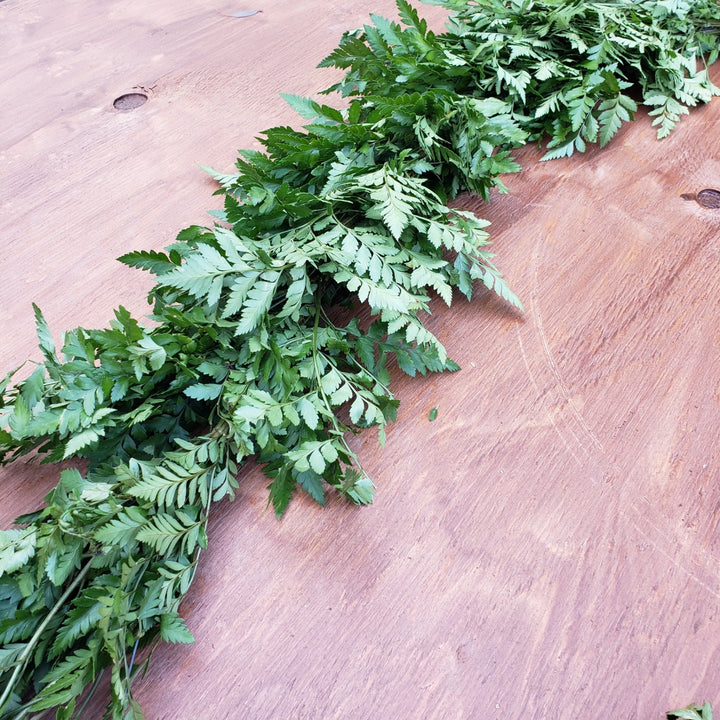 Fresh Leatherleaf Fern Garland - BLOOMINGFUL - wedding, event, decor, gift, bouquet, arrangement, bridal, garland, fresh dried preserved artificial silk, birthday housewarming foliage