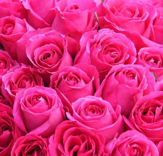 Fresh Luxury Long-Stemmed Roses, Bulk [Bright Hot Pink] - BLOOMINGFUL - wedding, event, decor, gift, bouquet, arrangement, bridal, garland, fresh dried preserved artificial silk, birthday housewarming foliage