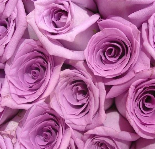 Fresh Luxury Long-Stemmed Roses, Bulk [Lavender] - BLOOMINGFUL - wedding, event, decor, gift, bouquet, arrangement, bridal, garland, fresh dried preserved artificial silk, birthday housewarming foliage