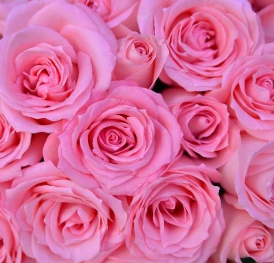 Fresh Luxury Long-Stemmed Roses, Bulk [Light-to-Medium Pink] - BLOOMINGFUL - wedding, event, decor, gift, bouquet, arrangement, bridal, garland, fresh dried preserved artificial silk, birthday housewarming foliage