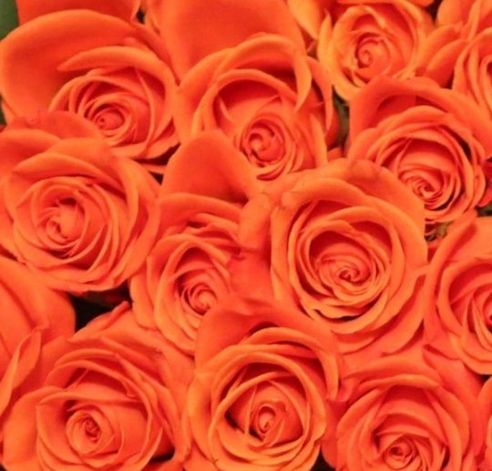 Fresh Luxury Long-Stemmed Roses, Bulk [Orange] - BLOOMINGFUL - wedding, event, decor, gift, bouquet, arrangement, bridal, garland, fresh dried preserved artificial silk, birthday housewarming foliage