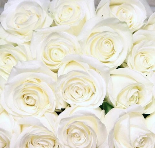 Fresh Luxury Long-Stemmed Roses, Bulk [White-Cream-Ivory] - BLOOMINGFUL - wedding, event, decor, gift, bouquet, arrangement, bridal, garland, fresh dried preserved artificial silk, birthday housewarming foliage
