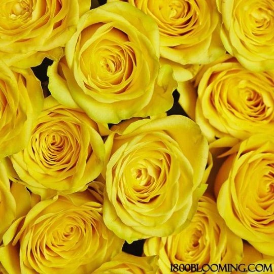 Fresh Luxury Long-Stemmed Roses, Bulk [Yellow] - BLOOMINGFUL - wedding, event, decor, gift, bouquet, arrangement, bridal, garland, fresh dried preserved artificial silk, birthday housewarming foliage
