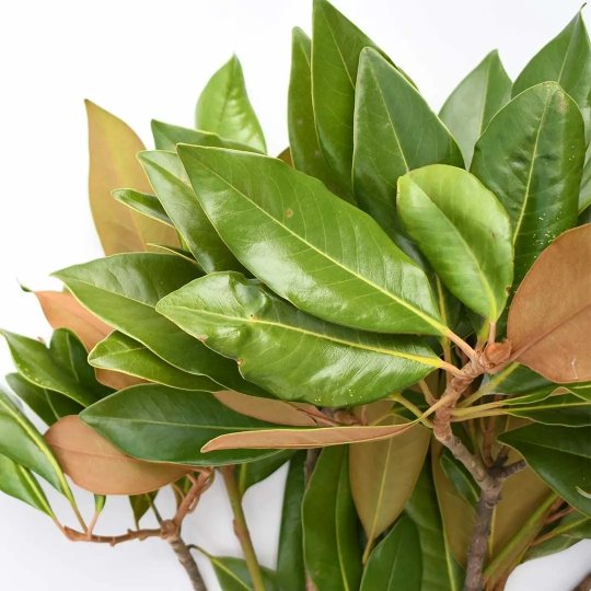 Fresh Magnolia Tips - BLOOMINGFUL - wedding, event, decor, gift, bouquet, arrangement, bridal, garland, fresh dried preserved artificial silk, birthday housewarming foliage