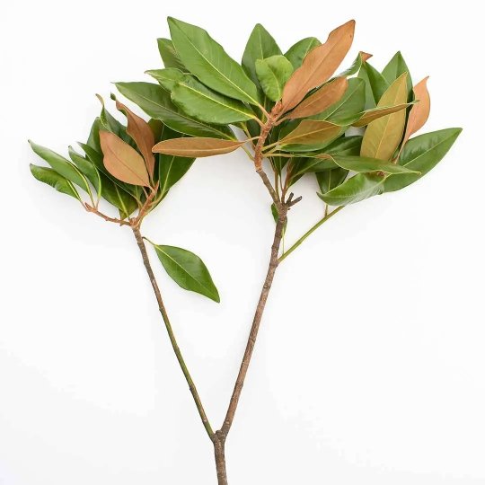 Fresh Magnolia Tips - BLOOMINGFUL - wedding, event, decor, gift, bouquet, arrangement, bridal, garland, fresh dried preserved artificial silk, birthday housewarming foliage
