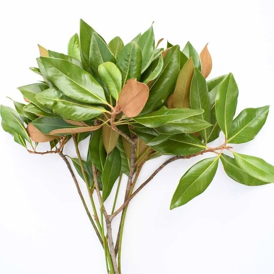 Fresh Magnolia Tips - BLOOMINGFUL - wedding, event, decor, gift, bouquet, arrangement, bridal, garland, fresh dried preserved artificial silk, birthday housewarming foliage