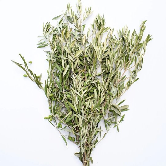 Fresh Olive