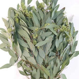 Fresh Seeded Eucalyptus bunch with narrow blue-green leaves and green seed clusters