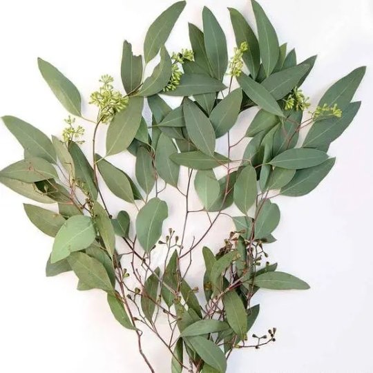 Fresh Seeded Eucalyptus - BLOOMINGFUL - wedding, event, decor, gift, bouquet, arrangement, bridal, garland, fresh dried preserved artificial silk, birthday housewarming foliage