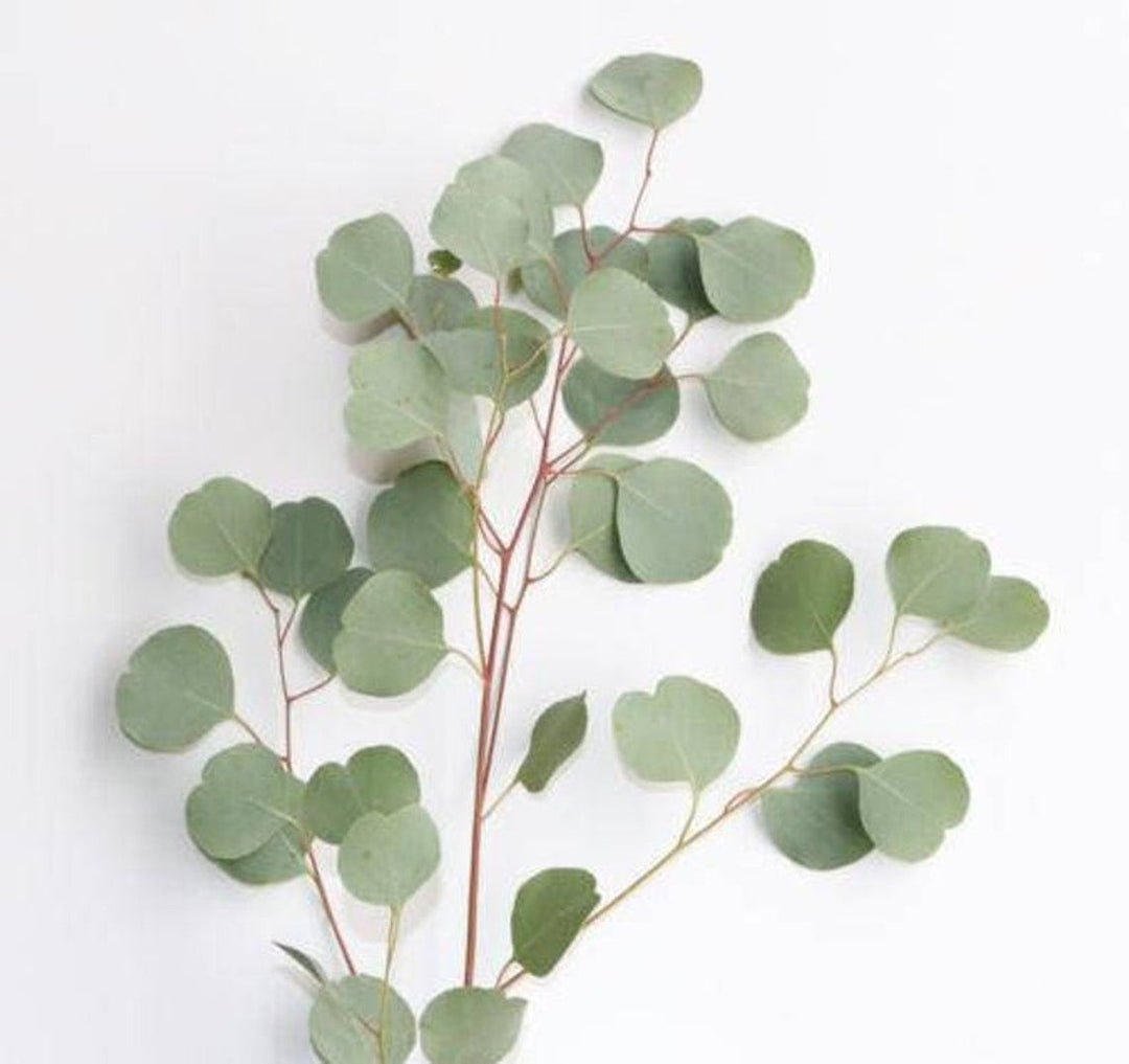 Fresh Silver Dollar Eucalyptus - BLOOMINGFUL - wedding, event, decor, gift, bouquet, arrangement, bridal, garland, fresh dried preserved artificial silk, birthday housewarming foliage