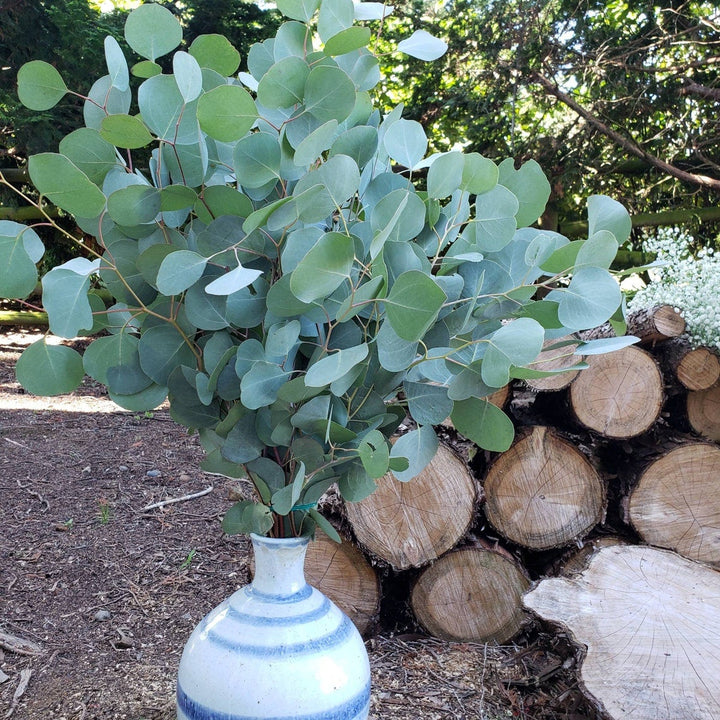 Fresh Silver Dollar Eucalyptus - BLOOMINGFUL - wedding, event, decor, gift, bouquet, arrangement, bridal, garland, fresh dried preserved artificial silk, birthday housewarming foliage