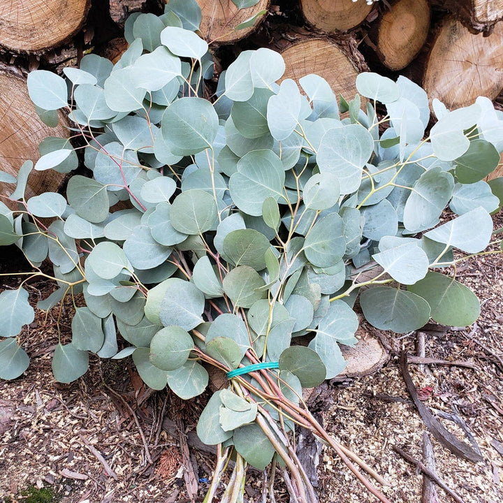 Fresh Silver Dollar Eucalyptus - BLOOMINGFUL - wedding, event, decor, gift, bouquet, arrangement, bridal, garland, fresh dried preserved artificial silk, birthday housewarming foliage