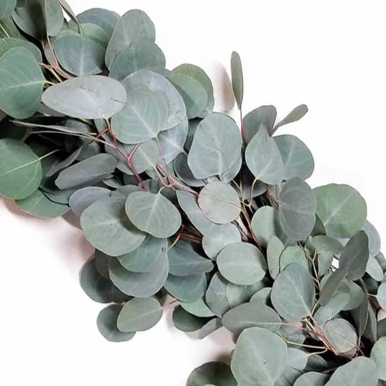 Fresh Silver Dollar Eucalyptus Garland – BLOOMINGFUL.COM