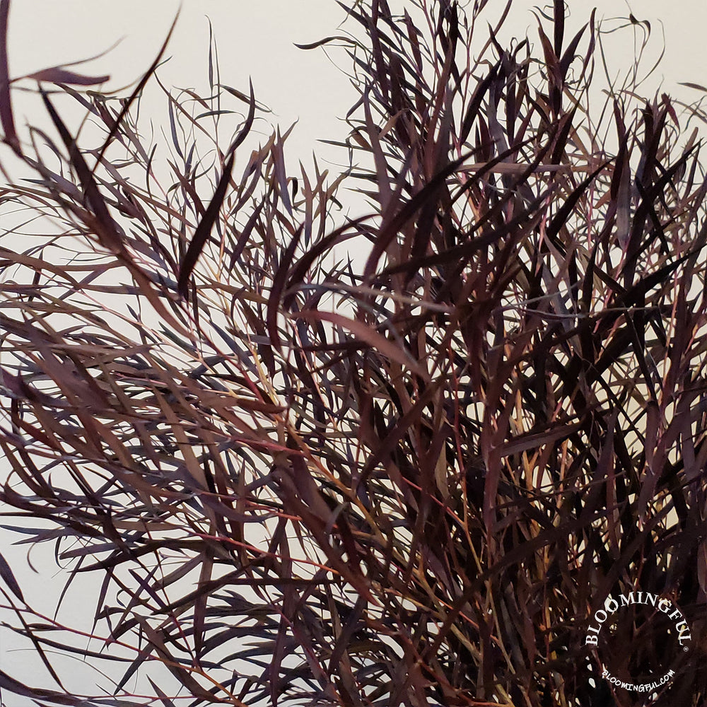 Preserved Agonis - Burgundy - BLOOMINGFUL - wedding, event, decor, gift, bouquet, arrangement, bridal, garland, fresh dried preserved artificial silk, birthday housewarming foliage