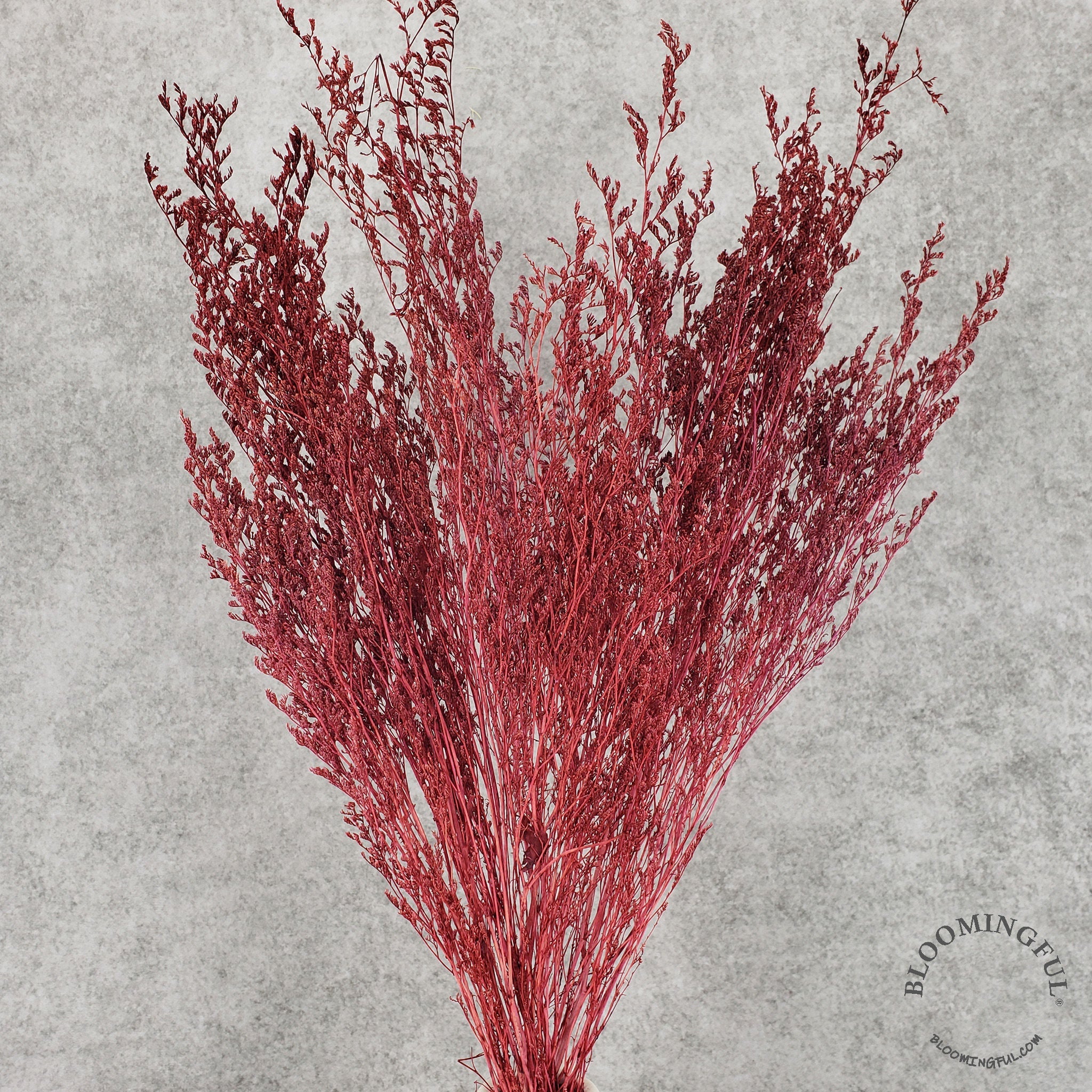 Preserved Caspia Limonium - Burgundy Red (021) - BLOOMINGFUL - wedding, event, decor, gift, bouquet, arrangement, bridal, garland, fresh dried preserved artificial silk, birthday housewarming foliage