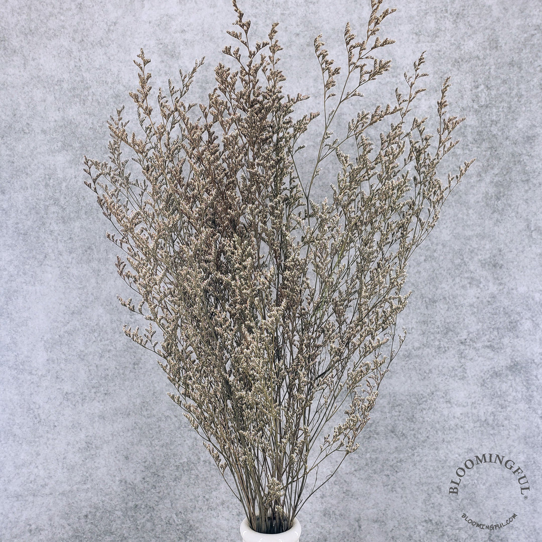 Preserved Caspia Limonium - Natural, Silver (006) - BLOOMINGFUL - wedding, event, decor, gift, bouquet, arrangement, bridal, garland, fresh dried preserved artificial silk, birthday housewarming foliage