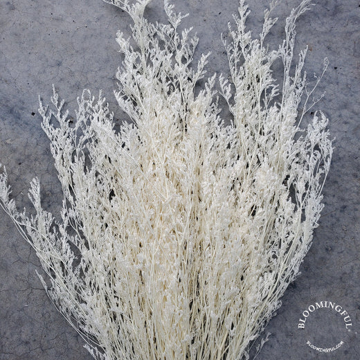Caspia Limonium