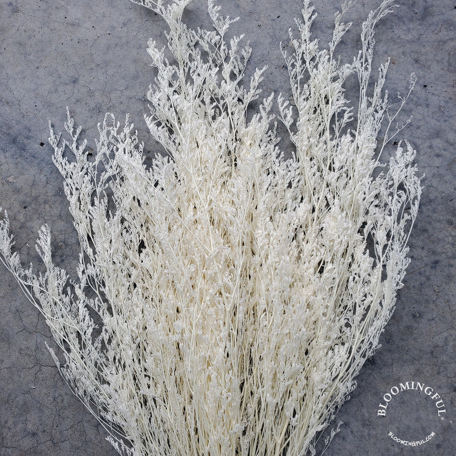 Preserved Caspia Limonium - White, Cream (036) - BLOOMINGFUL.COM - wedding, event, decor, gift, bouquet, arrangement, bridal, garland, fresh dried preserved artificial silk, birthday housewarming foliage