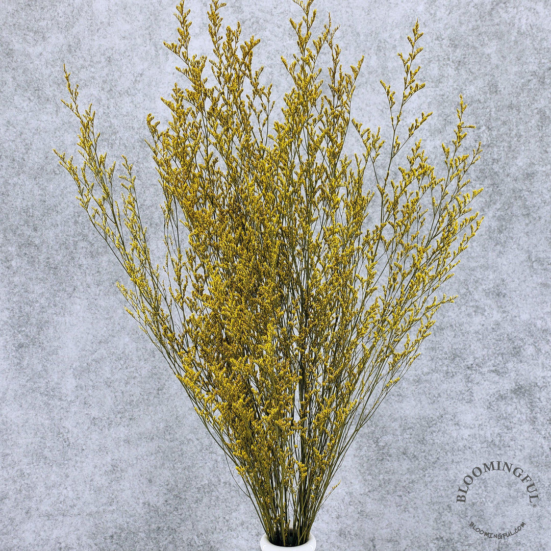 Preserved Caspia Limonium - Yellow (004) - BLOOMINGFUL - wedding, event, decor, gift, bouquet, arrangement, bridal, garland, fresh dried preserved artificial silk, birthday housewarming foliage