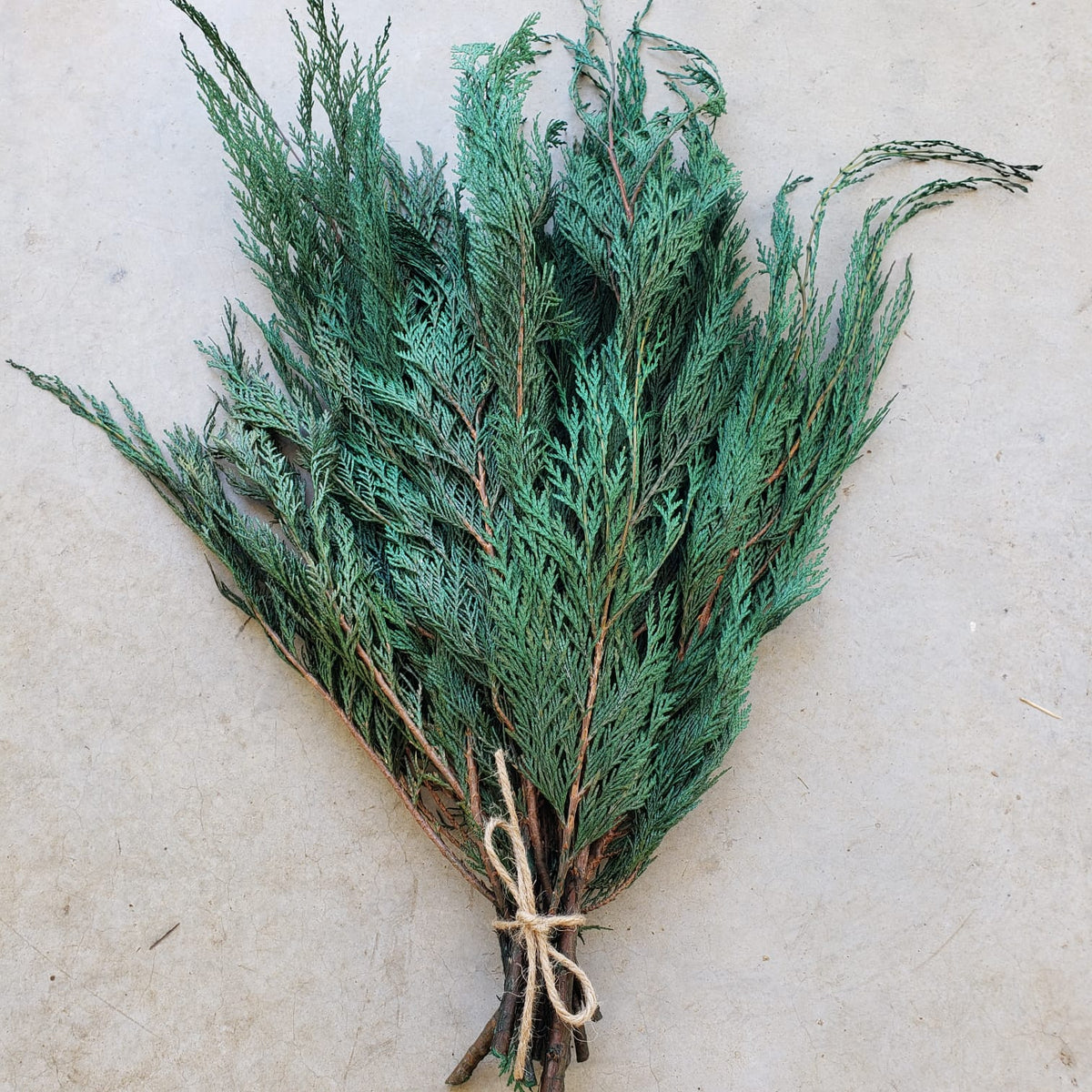 Preserved Cedar Greenery