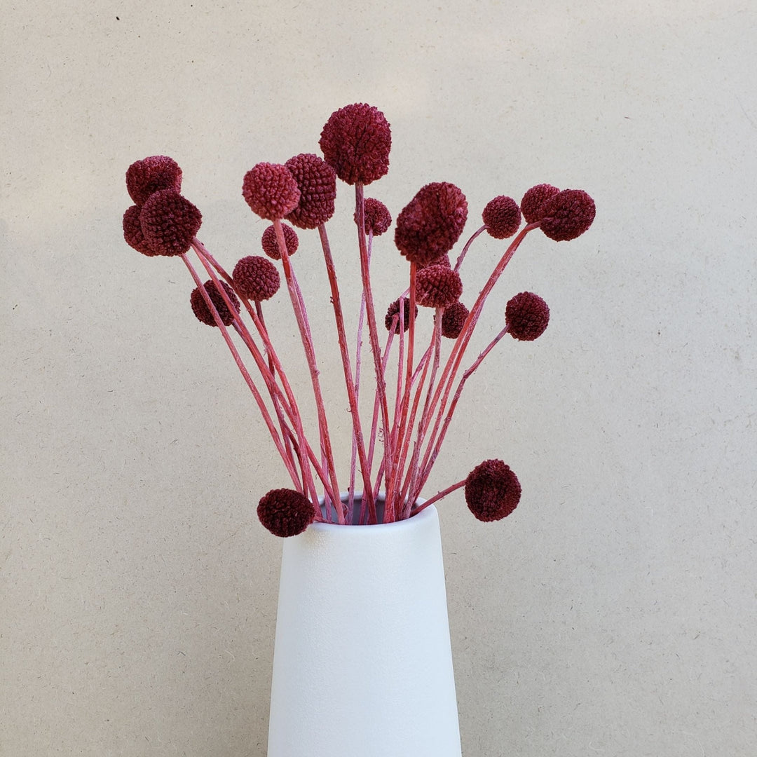 Preserved Dried Craspedia Billy Balls Pod Seed Round Globe Everlasting Bloomingful Wedding Event Decor Gift Bouquet Arrangement Bridal Artificial Silk Faux Birthday Housewarming Flower Filler Wholesale Bulk Red Orange Yellow White Green Blue Purple Gray Black Brown Beige Natural Cream Ivory