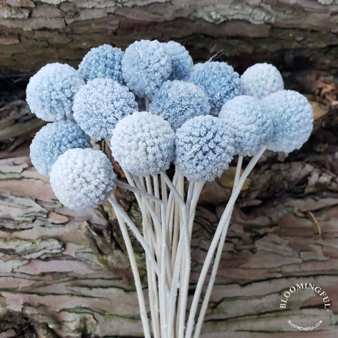 Preserved Dried Craspedia Billy Balls Pod Seed Round Globe Everlasting Bloomingful Wedding Event Decor Gift Bouquet Arrangement Bridal Artificial Silk Faux Birthday Housewarming Flower Filler Wholesale Bulk Red Orange Yellow White Green Blue Purple Gray Black Brown Beige Natural Cream Ivory