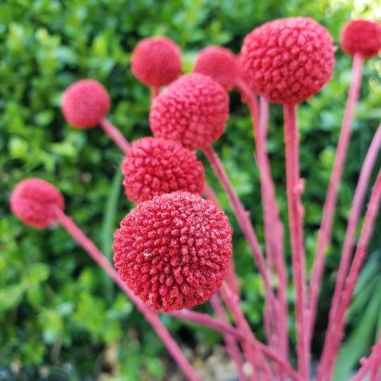 Preserved Dried Craspedia Billy Balls Pod Seed Round Globe Everlasting Bloomingful Wedding Event Decor Gift Bouquet Arrangement Bridal Artificial Silk Faux Birthday Housewarming Flower Filler Wholesale Bulk Red Orange Yellow White Green Blue Purple Gray Black Brown Beige Natural Cream Ivory
