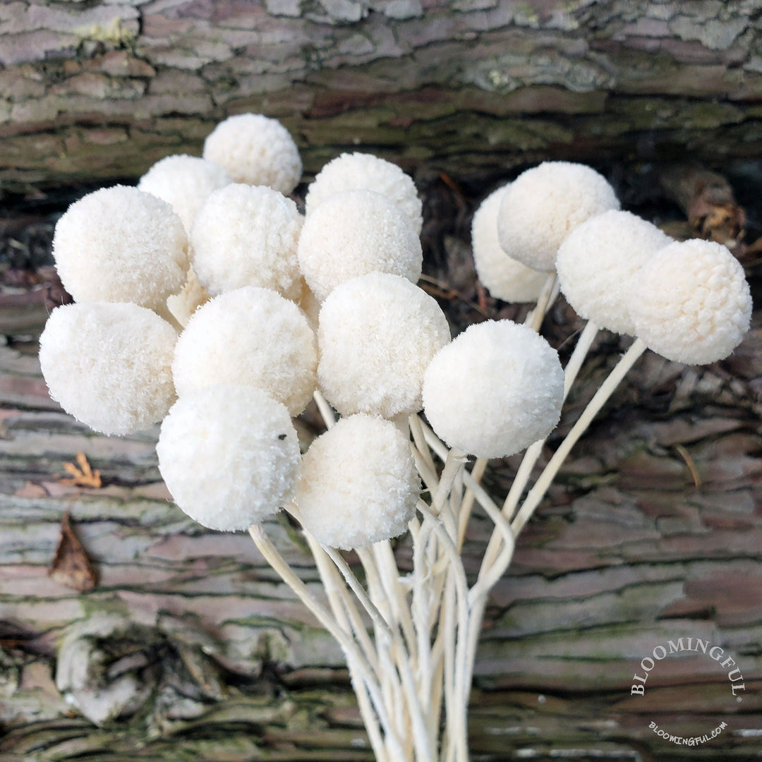 Preserved Dried Craspedia Billy Balls Pod Seed Round Globe Everlasting Bloomingful Wedding Event Decor Gift Bouquet Arrangement Bridal Artificial Silk Faux Birthday Housewarming Flower Filler Wholesale Bulk Red Orange Yellow White Green Blue Purple Gray Black Brown Beige Natural Cream Ivory