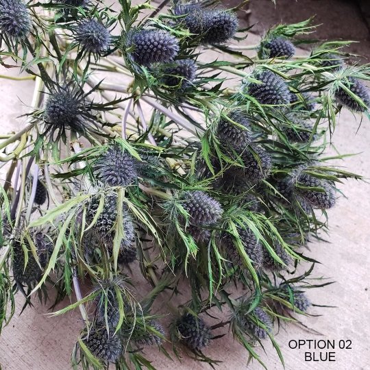 Preserved Eryngium Scottish Thistle [Assorted: Blue-Green &amp; Deep Blue] - BLOOMINGFUL - wedding, event, decor, gift, bouquet, arrangement, bridal, garland, fresh dried preserved artificial silk, birthday housewarming foliage