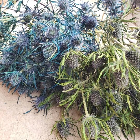 Preserved Eryngium Scottish Thistle [Assorted: Blue-Green & Deep Blue] - BLOOMINGFUL - wedding, event, decor, gift, bouquet, arrangement, bridal, garland, fresh dried preserved artificial silk, birthday housewarming foliage