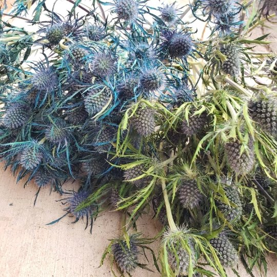 Preserved Eryngium Scottish Thistle [Assorted: Blue-Green &amp; Deep Blue] - BLOOMINGFUL - wedding, event, decor, gift, bouquet, arrangement, bridal, garland, fresh dried preserved artificial silk, birthday housewarming foliage