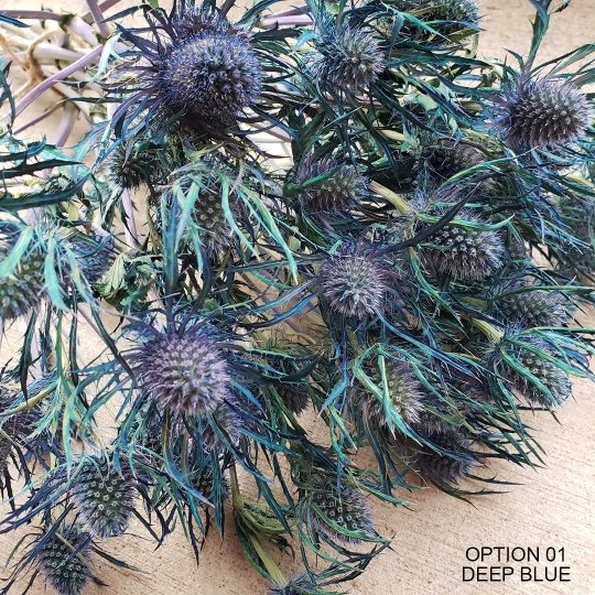 Preserved Eryngium Scottish Thistle [Assorted: Blue-Green &amp; Deep Blue] - BLOOMINGFUL - wedding, event, decor, gift, bouquet, arrangement, bridal, garland, fresh dried preserved artificial silk, birthday housewarming foliage