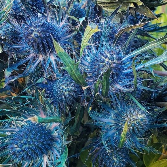 Preserved Eryngium, Thistle [Deep Blue] - BLOOMINGFUL - wedding, event, decor, gift, bouquet, arrangement, bridal, garland, fresh dried preserved artificial silk, birthday housewarming foliage