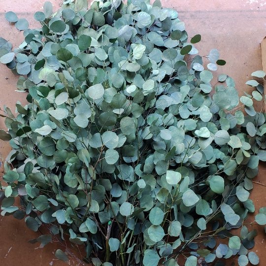 Preserved Eucalyptus for Garlands, Wreaths, Arches [Variated Green, 10-15 stems] - BLOOMINGFUL - wedding, event, decor, gift, bouquet, arrangement, bridal, garland, fresh dried preserved artificial silk, birthday housewarming foliage