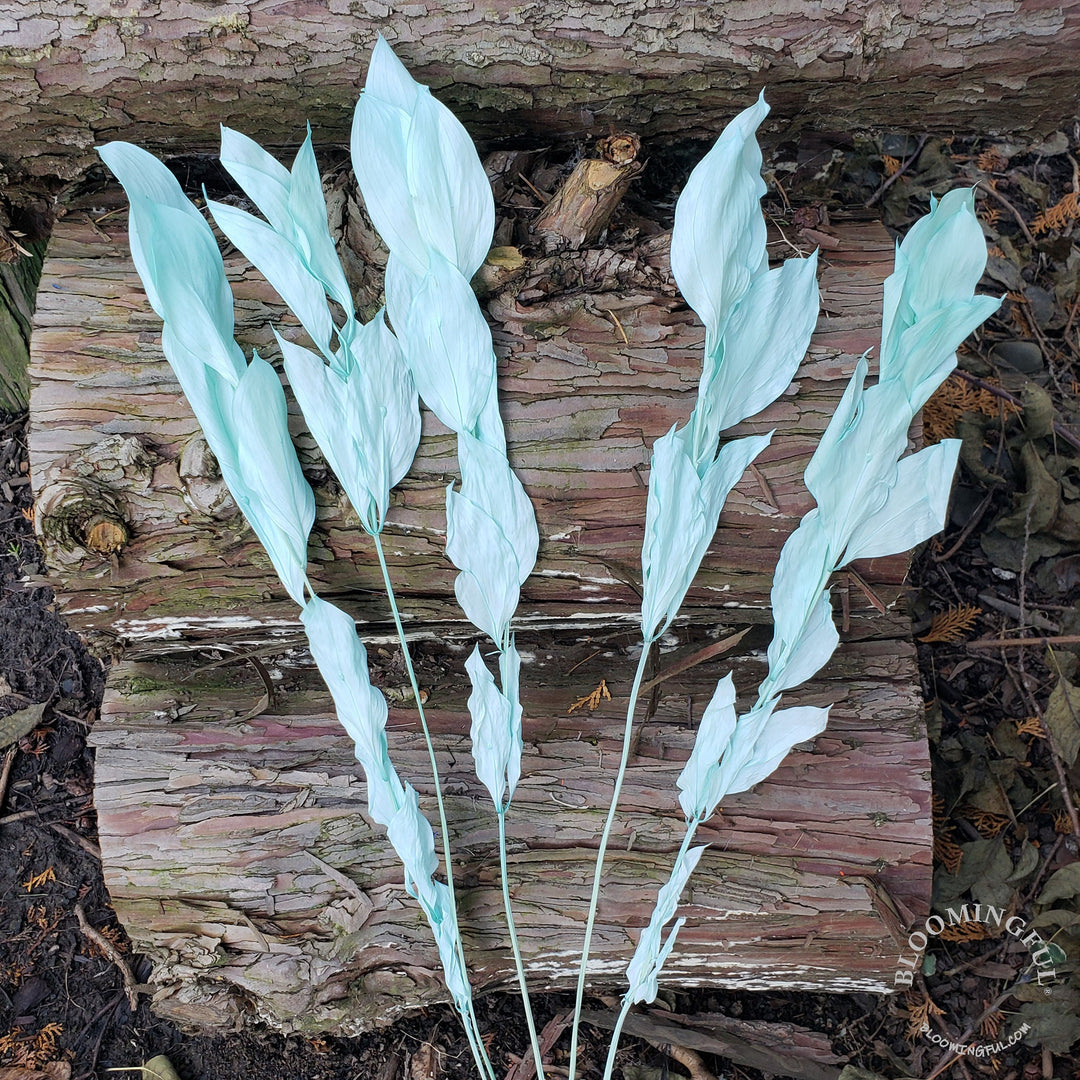 Preserved Israeli Ruscus - Aqua (005) - BLOOMINGFUL - wedding, event, decor, gift, bouquet, arrangement, bridal, garland, fresh dried preserved artificial silk, birthday housewarming foliage