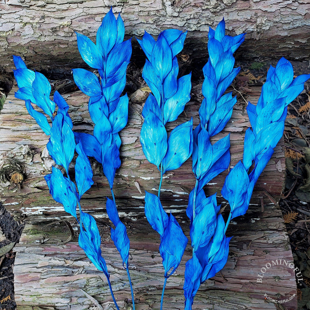 Preserved Israeli Ruscus - Blue (028) - BLOOMINGFUL - wedding, event, decor, gift, bouquet, arrangement, bridal, garland, fresh dried preserved artificial silk, birthday housewarming foliage