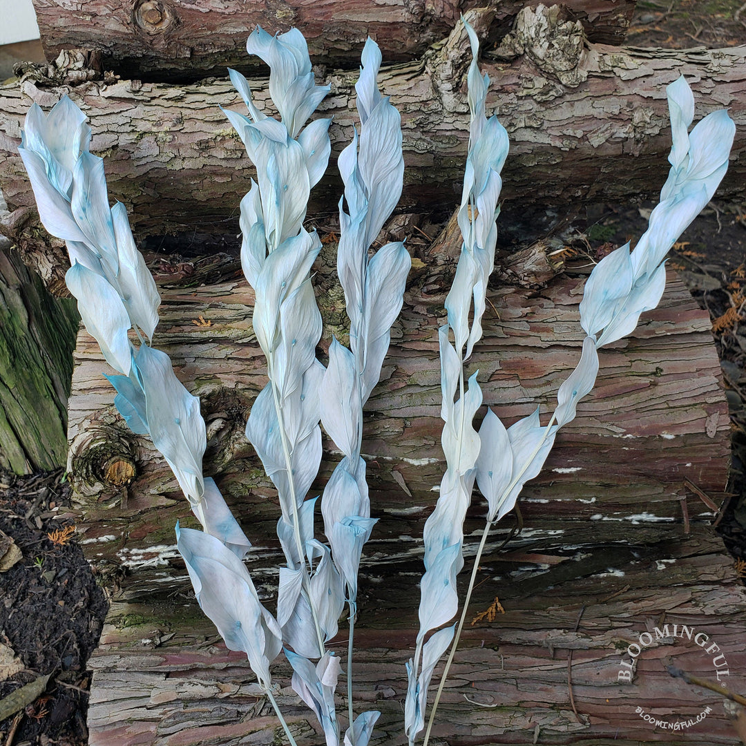 Preserved Israeli Ruscus - Bubble Bath (010) - BLOOMINGFUL - wedding, event, decor, gift, bouquet, arrangement, bridal, garland, fresh dried preserved artificial silk, birthday housewarming foliage